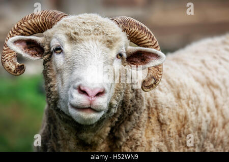 Pecore delle Shetland, close up Foto Stock