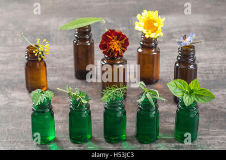 Bottiglia di olio essenziale selettivo con erbe e piante medicinali Foto Stock
