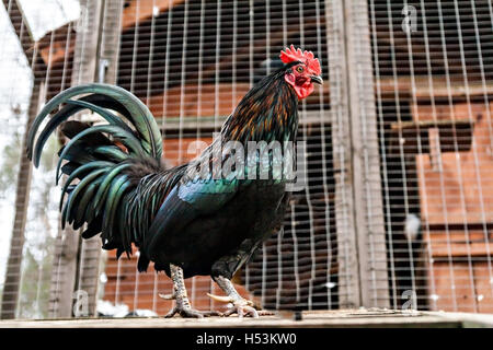 Adulto gallo brillante nel cortile. Foto Stock