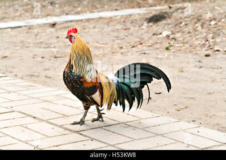 Adulto gallo brillante nel cortile. Foto Stock