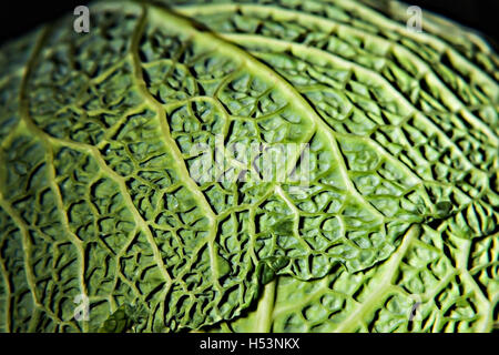 Cavolo verza su uno sfondo scuro di close-up. Foto Stock