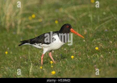 (Oystercatcher Haematopus ostralegus) alimentazione su praterie costiere (machair), Colonsay, Ebridi, Scozia. Foto Stock