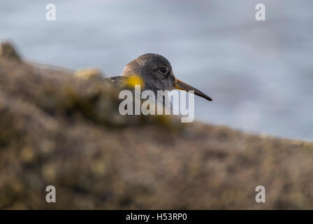 Purple Sandpiper (Calidris maritima) alimentazione sul litorale, Ross-shire, Highland, Scozia. Foto Stock