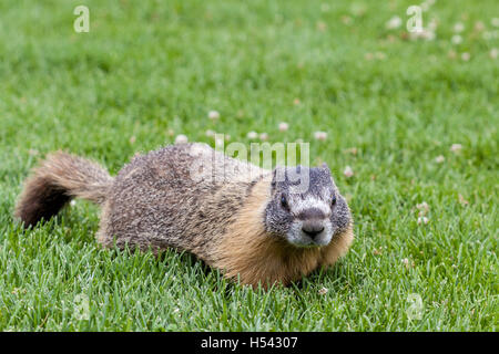 Un annoso marmotta (Marmota caligata) nelle Montagne Rocciose Canadesi, Alberta, Canada. La più grande del Nord America scoiattolo di terra, è ni Foto Stock