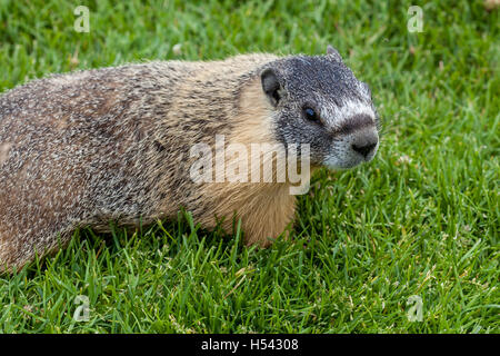 Un annoso marmotta (Marmota caligata) nelle Montagne Rocciose Canadesi, Alberta, Canada. La più grande del Nord America scoiattolo di terra, è ni Foto Stock