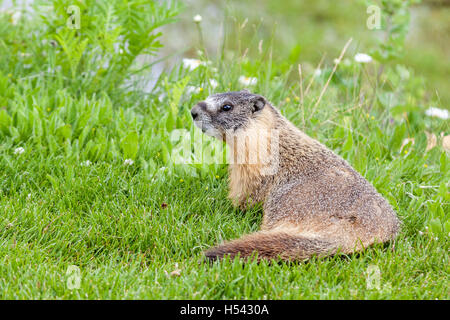 Un annoso marmotta (Marmota caligata) nelle Montagne Rocciose Canadesi, Alberta, Canada. La più grande del Nord America scoiattolo di terra, è ni Foto Stock