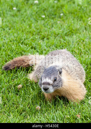 Un annoso marmotta (Marmota caligata) nelle Montagne Rocciose Canadesi, Alberta, Canada. La più grande del Nord America scoiattolo di terra, è ni Foto Stock