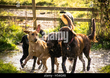 4 cani felici giocando spaziatura attraverso un flusso Foto Stock