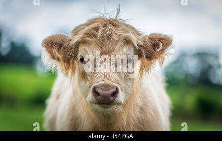 Un vitello di Highland bovini in un campo verde shot close up e con una profondità di campo ridotta. Foto Stock