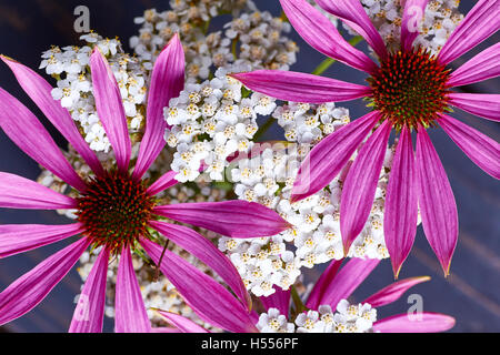 Fioritura di echinacea e achillea piante Foto Stock