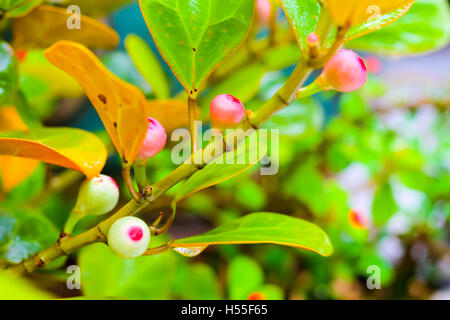 Ficus deltoidea, comunemente noto come vischio fig (Mas Cotek in Malese Sarika o Lin perizoma in Thai) è un arbusto di grandi o piccoli Foto Stock