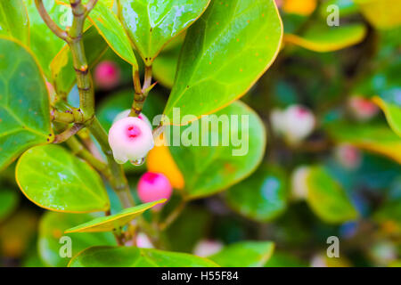 Ficus deltoidea, comunemente noto come vischio fig (Mas Cotek in Malese Sarika o Lin perizoma in Thai) è un arbusto di grandi o piccoli Foto Stock