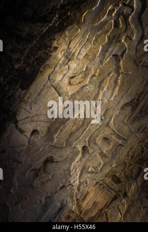 Old plank con legno di nodi e incrinato Foto Stock
