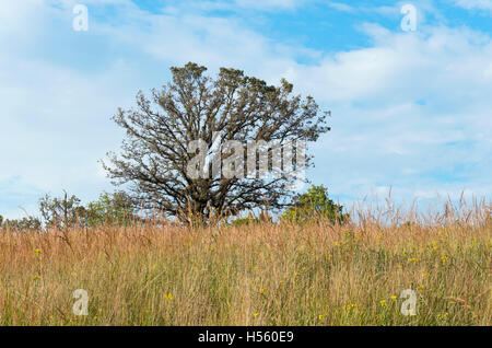 Albero di quercia alte erbe e fiori del paesaggio della prateria in chaska minnesota Foto Stock