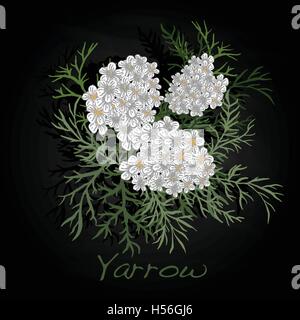 Yarrow. Erba medica. Illustrazione di vettore isolato. Illustrazione Vettoriale