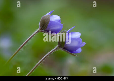 Liverwort (Anemone hepatica) Foto Stock