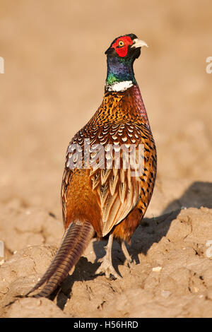 Fagiano maschio (Phasianus colchicus) Foto Stock