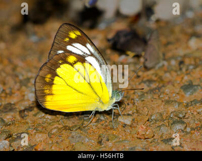 Tropical gabbiano arancione (Cepora judith), Kaeng Krachan National Park, Thailandia Foto Stock