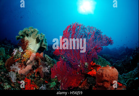 Colorata barriera corallina, Parco Nazionale di Komodo, Oceano Indiano, Indonesia Foto Stock