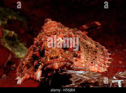 Tassled Scorfani (Scorpaenopsis oxycephalus), Bali, Oceano Indiano, Indonesia Foto Stock