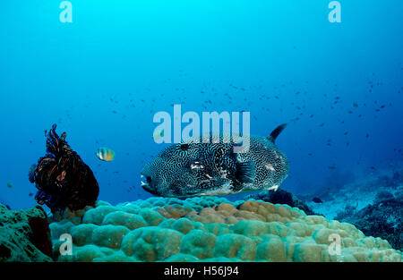 Mappa puffer (Arothron mappa) sul corallo dei pori, Komodo, Indo-pacifico, Indonesia Foto Stock