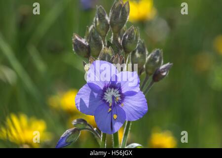 La scala di Giacobbe, Greco di Valeriano (Polemonium caeruleum), unico fiore, Baden-Württemberg, Germania Foto Stock