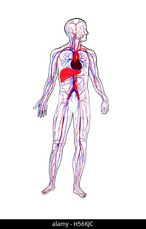 Rappresentazione anatomica, la circolazione del sangue Foto Stock