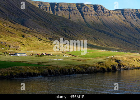 Azienda agricola in Seyoisfjord, Islanda, Atlantico del Nord, Europa Foto Stock