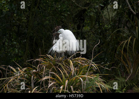 Airone bianco o Kotuku nesting in Nuova Zelanda solo colonia di allevamento vicino alla bocca del fiume Waitangiroto nella costa occidentale Regione. Foto Stock