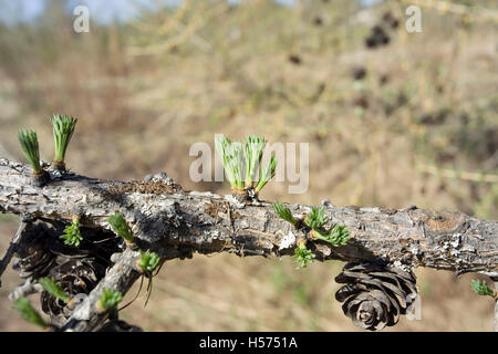 Larix sibirica, larice siberiano branch a molla Foto Stock