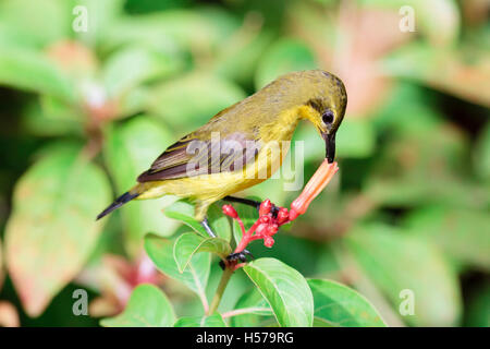 Oliva-backed Sunbird (Cinnyris jugularis) alimentazione, Singapore Foto Stock