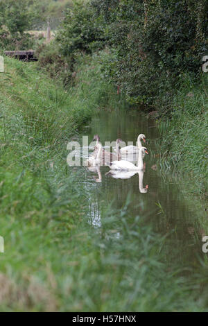 Cigni (Cygnus olor). Unità di famiglia. Broadland diga di drenaggio. Norfolk. Giovani stimato 16 settimane di età. Uno dei tre è bianco Foto Stock