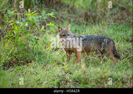Golden jackal (Canis aureus), Wilpattu National Park, Sri Lanka Foto Stock