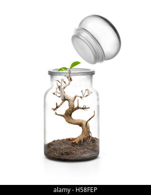 La vita il concetto di sopravvivenza. Il vasetto di vetro con tappo e coltivazione bonsai con il terreno interno contro uno sfondo bianco Foto Stock