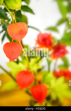 Arancione autunnale floreale, physalis close up Foto Stock