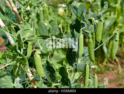 Cresciuto in casa i piselli in cialde pronto per il prelievo Foto Stock