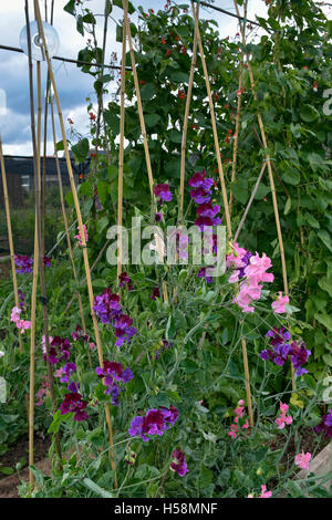 Fioritura di piselli dolci crescono canne con CD vuoto per spaventare gli uccelli lontano e runner piante di fagiolo in background Foto Stock