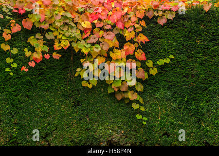 Multicolore di foglie di autunno su di una siepe in un giardino Foto Stock