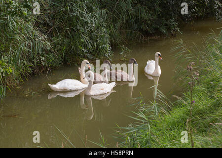 Cigno (Cygnus olor) famiglia. Secondo bird sinistra è uno dei superstiti di una nidiata di tre, ed è polacca della fase; leucistic. Foto Stock