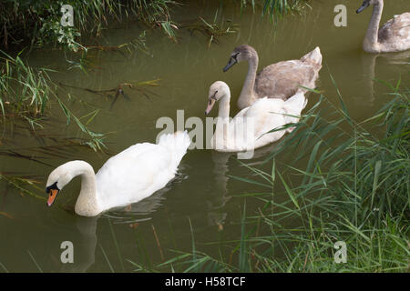 Cigno (Cygnus olor) famiglia. Secondo bird sinistra è uno dei superstiti di una nidiata di tre, ed è polacca della fase; leucistic. Foto Stock