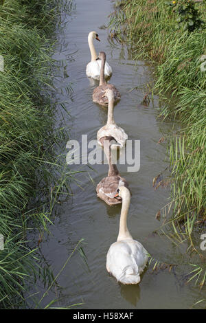 Cigno (Cygnus olor), la famiglia su un Norfolk drenaggio Broadland dyke covata superstite di tre ben cresciute cygnets tra genitori Foto Stock