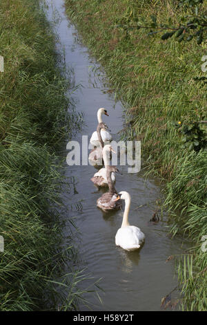 Cigno (Cygnus olor), la famiglia su un Norfolk Broadland diga di drenaggio. Covata superstite di tre cygnets cresciuto tra i genitori. Foto Stock