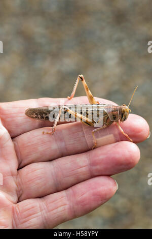 Desert Locust (Schistocerca gregaria). In appoggio su un uomo le dita (fotografo).
