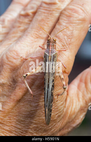Desert Locust (Schistocerca gregaria). In appoggio sul dorso di una mano di un uomo, (il fotografo).