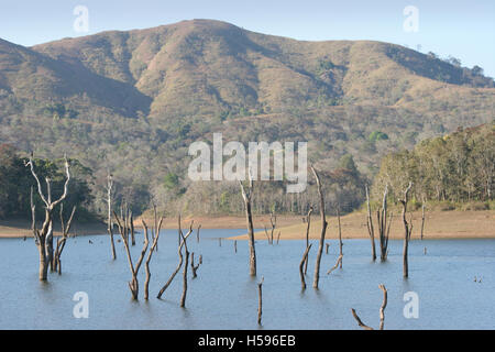 Il lago artificiale al centro del del Periyar Wildlife Sanctuary in Kerala, nell India meridionale. Acqua bassa rivela vecchi alberi Foto Stock