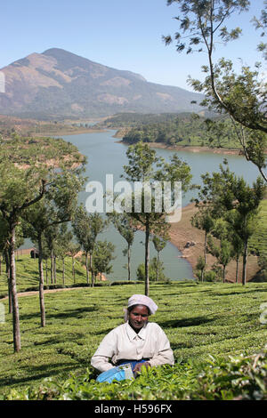 La piantagione di tè e lago nelle colline di cardamomo in Munnar distretto di Kerala, nell India meridionale. Un operaio raccoglie le foglie di tè. Foto Stock