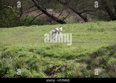 Due agnelli in esecuzione nel campo Foto Stock