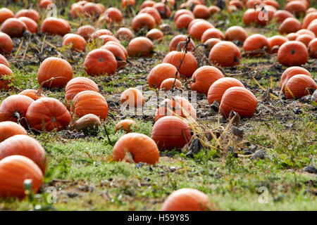 Le zucche crescono in un orto di zucche campo in shropshire Inghilterra pronta per Halloween Foto Stock