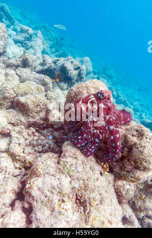 Rosso vivo octopus seduti sulla barriera corallina oceano Indiano, Maldive Foto Stock