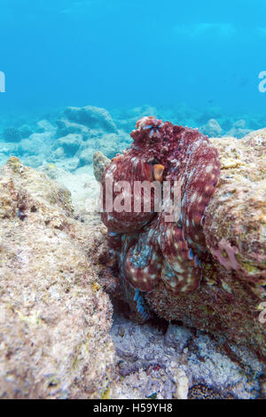 Rosso vivo octopus seduti sulla barriera corallina oceano Indiano, Maldive Foto Stock